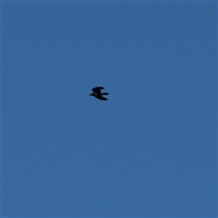 Corvus coronoides at Bruce, ACT - 30 May 2025 by ConBoekel