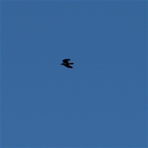 Corvus coronoides at Bruce, ACT - 30 May 2025 by ConBoekel