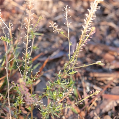 Lepidium africanum (Common Peppercress) at Bruce, ACT - 30 May 2025 by ConBoekel