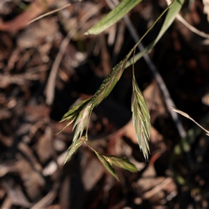 Unverified Grass at Bruce, ACT - 30 May 2025 by ConBoekel