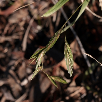 Bromus catharticus (Prairie Grass) at Bruce, ACT - 30 May 2025 by ConBoekel