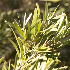 Acacia sp. (A Wattle) at Bruce, ACT - 30 May 2025 by ConBoekel
