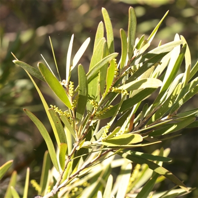 Acacia sp. (A Wattle) at Bruce, ACT - 30 May 2025 by ConBoekel