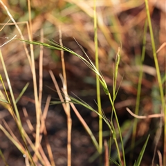 Microlaena stipoides (Weeping Grass) at Bruce, ACT - 30 May 2025 by ConBoekel