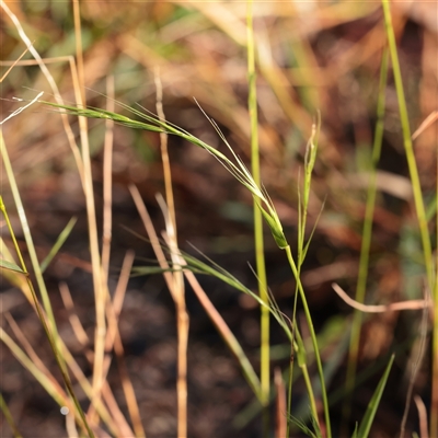 Microlaena stipoides (Weeping Grass) at Bruce, ACT - 30 May 2025 by ConBoekel