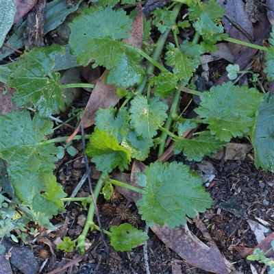 Modiola caroliniana (Red-flowered Mallow) at Bruce, ACT - 30 May 2025 by ConBoekel