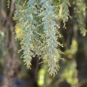 Unverified Wattle at Bruce, ACT - 30 May 2025 by ConBoekel