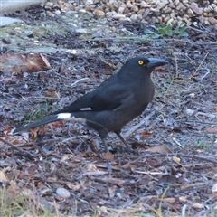 Strepera graculina (Pied Currawong) at Bruce, ACT - 30 May 2025 by ConBoekel