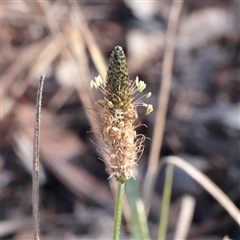 Plantago lanceolata (Ribwort Plantain, Lamb's Tongues) at Bruce, ACT - 30 May 2025 by ConBoekel