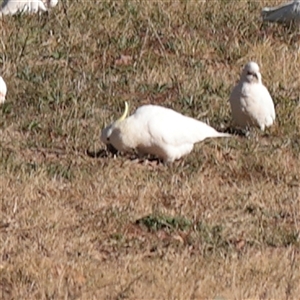 Cacatua galerita at Bruce, ACT - 30 May 2025 by ConBoekel
