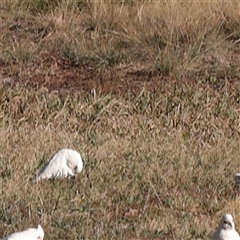 Cacatua sanguinea at Bruce, ACT - 30 May 2025 by ConBoekel