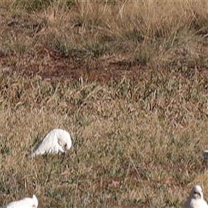 Cacatua sanguinea at Bruce, ACT - 30 May 2025 by ConBoekel