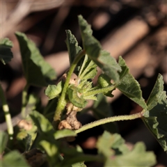 Malva parviflora (Little Mallow) at Bruce, ACT - 30 May 2025 by ConBoekel