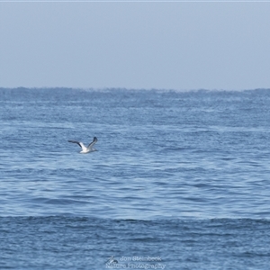 Morus serrator (Australasian Gannet) at Mystery Bay, NSW - 1 Jun 2025 by JonSteinbeck