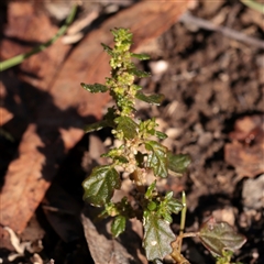 Dysphania pumilio (Small Crumbweed) at Bruce, ACT - 30 May 2025 by ConBoekel