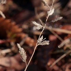 Eragrostis sp. (A Lovegrass) at Bruce, ACT - 30 May 2025 by ConBoekel