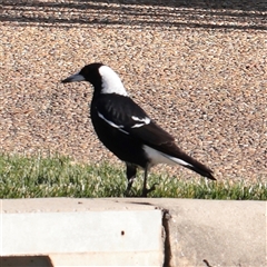 Gymnorhina tibicen (Australian Magpie) at Bruce, ACT - 30 May 2025 by ConBoekel
