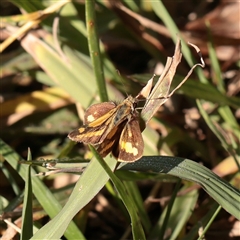 Ocybadistes walkeri (Green Grass-dart) at Bruce, ACT - 30 May 2025 by ConBoekel