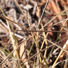 Chloris truncata (Windmill Grass) at Bruce, ACT - 30 May 2025 by ConBoekel