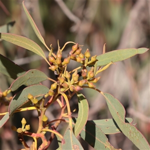Unverified Gum Tree at Bruce, ACT - 30 May 2025 by ConBoekel