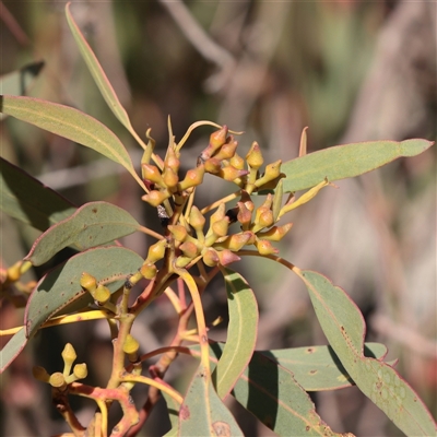Eucalyptus macrorhyncha (Red Stringybark) at Bruce, ACT - 30 May 2025 by ConBoekel