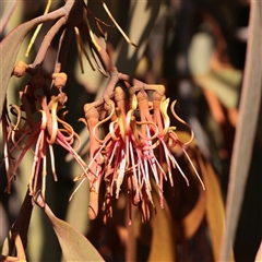 Amyema miquelii (Box Mistletoe) at Bruce, ACT - 30 May 2025 by ConBoekel
