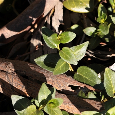 Vinca major (Blue Periwinkle) at Bruce, ACT - 30 May 2025 by ConBoekel