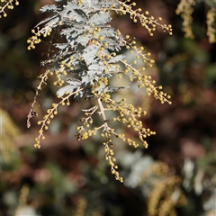 Acacia baileyana (Cootamundra Wattle, Golden Mimosa) at Bruce, ACT - 30 May 2025 by ConBoekel