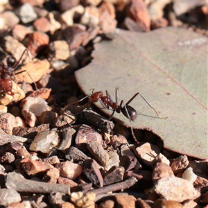 Iridomyrmex purpureus at Bruce, ACT - 30 May 2025 by ConBoekel