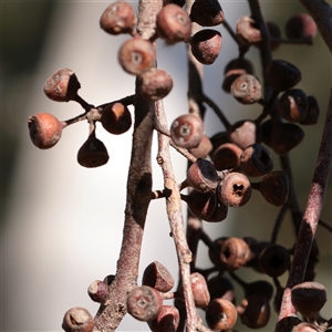 Eucalyptus blakelyi at Bruce, ACT - 30 May 2025 by ConBoekel