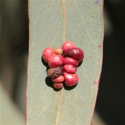 Unverified Unidentified Insect Gall at Bruce, ACT - 30 May 2025 by ConBoekel