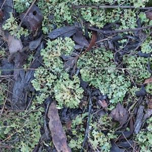 Unverified Lichen at Bruce, ACT - 30 May 2025 by ConBoekel