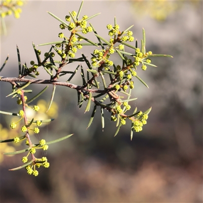 Acacia genistifolia (Early Wattle) at Bruce, ACT - 30 May 2025 by ConBoekel