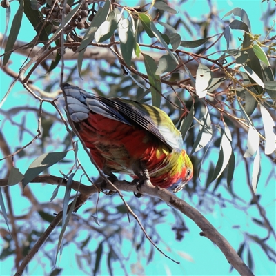 Platycercus elegans at Bruce, ACT - 30 May 2025 by ConBoekel