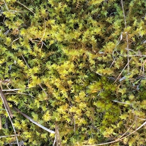 Unverified Moss, Liverwort or Hornwort at Bruce, ACT - 30 May 2025 by ConBoekel