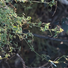 Einadia nutans (Climbing Saltbush) at Bruce, ACT - 30 May 2025 by ConBoekel