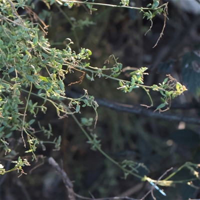 Einadia nutans (Climbing Saltbush) at Bruce, ACT - 30 May 2025 by ConBoekel