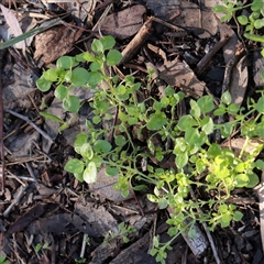 Polycarpon tetraphyllum (Four-leaf Allseed) at Bruce, ACT - 30 May 2025 by ConBoekel