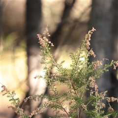Cassinia sifton (Sifton Bush, Chinese Shrub) at Bruce, ACT - 30 May 2025 by ConBoekel