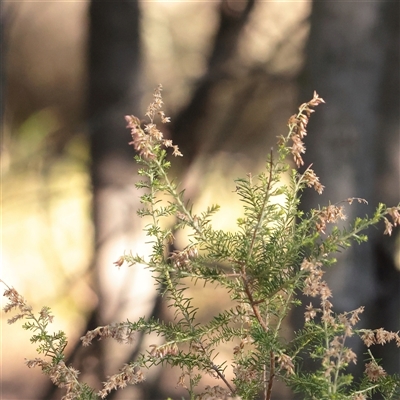 Cassinia sifton (Sifton Bush, Chinese Shrub) at Bruce, ACT - 30 May 2025 by ConBoekel