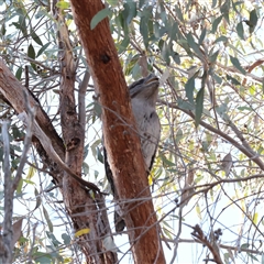 Podargus strigoides (Tawny Frogmouth) at Bruce, ACT - 30 May 2025 by ConBoekel