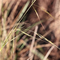 Nassella trichotoma (Serrated Tussock) at Bruce, ACT - 30 May 2025 by ConBoekel