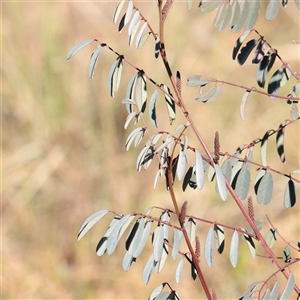 Unverified Other Shrub at Bruce, ACT - 30 May 2025 by ConBoekel