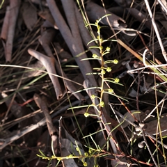 Acacia genistifolia (Early Wattle) at Bruce, ACT - 30 May 2025 by ConBoekel