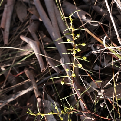 Acacia genistifolia (Early Wattle) at Bruce, ACT - 30 May 2025 by ConBoekel