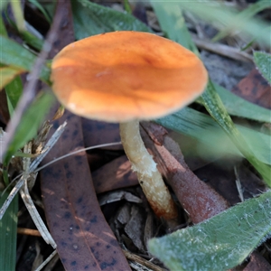 Unverified Cap on a stem; gills below cap [mushrooms or mushroom-like] at Bruce, ACT - 30 May 2025 by ConBoekel