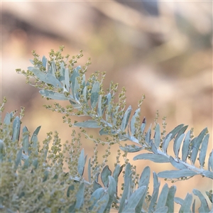 Acacia cultriformis at Bruce, ACT - 30 May 2025 by ConBoekel