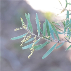 Acacia sp. (A Wattle) at Bruce, ACT - 30 May 2025 by ConBoekel