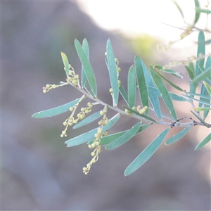 Unverified Wattle at Bruce, ACT - 30 May 2025 by ConBoekel