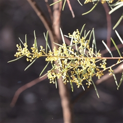 Acacia boormanii (Snowy River Wattle) at Bruce, ACT - 30 May 2025 by ConBoekel